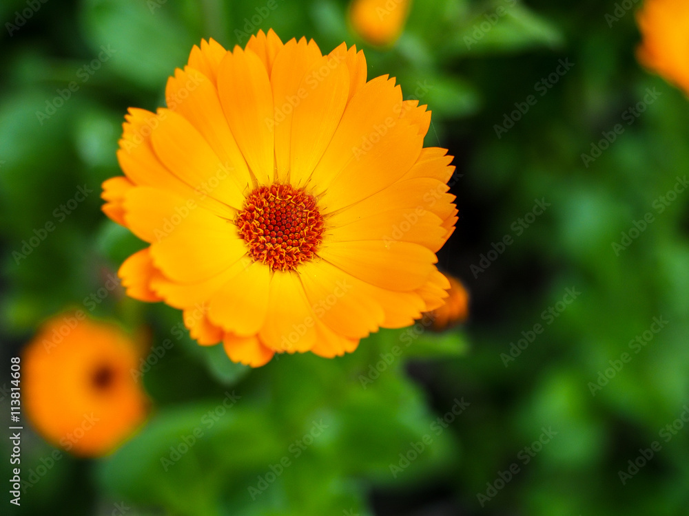 Orange Mesembryanthemums Flowering near the Beach in Southwold