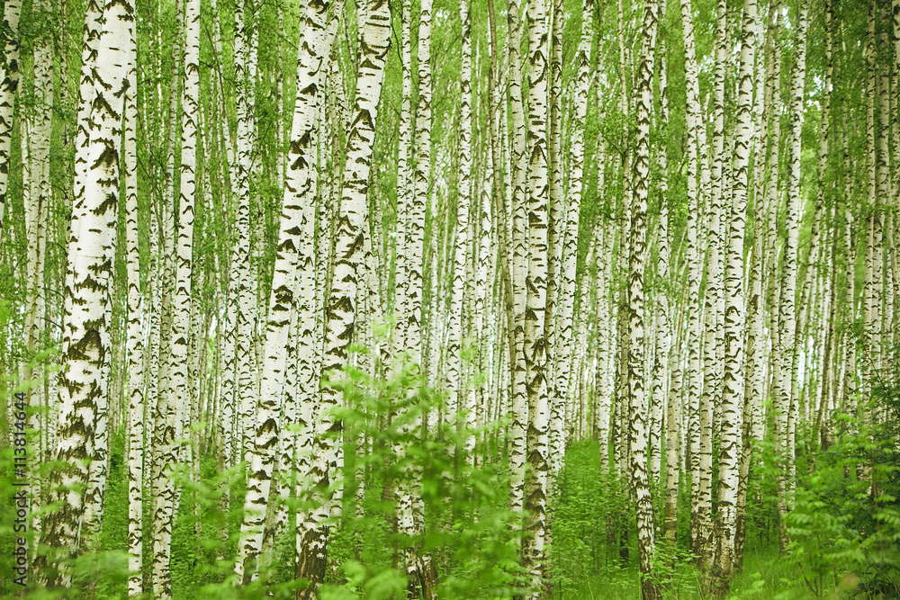 forest birch forest birch