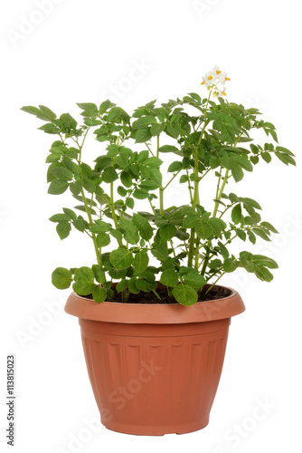 russet potato plant in pot