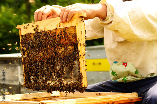 Beekeeper holding frame of honeycomb with bees