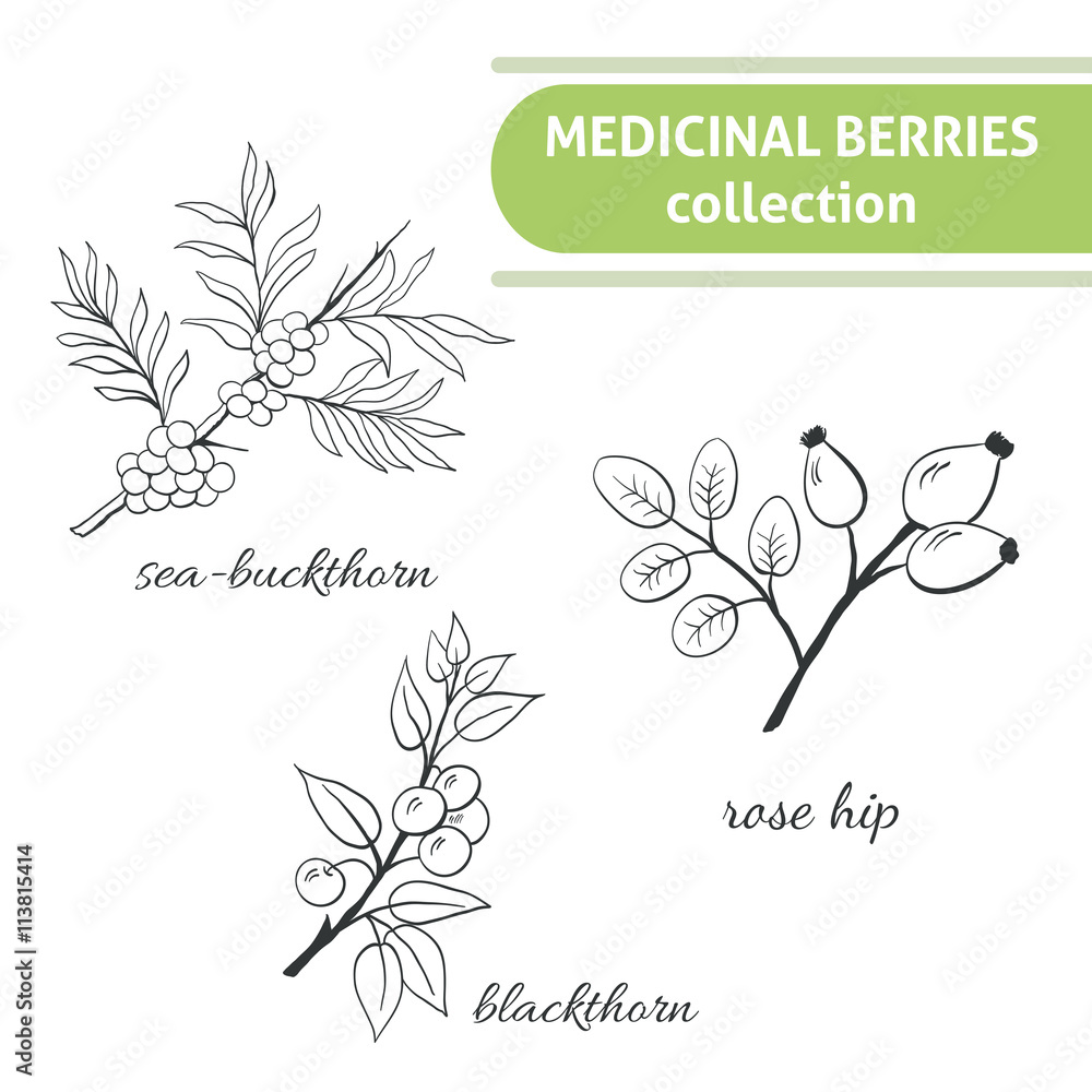 Medicinal berry collection. Blackthorn, sea-buckthorn, rose hip