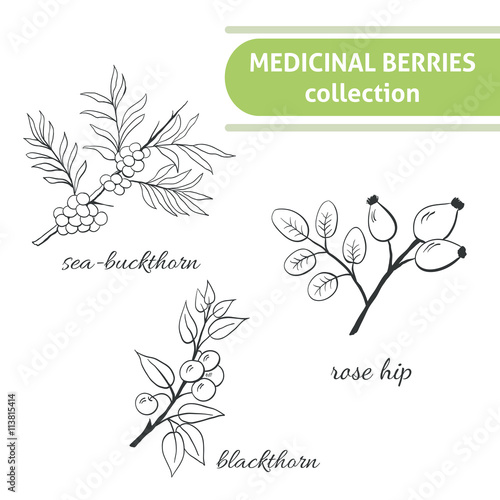 Medicinal berry collection. Blackthorn, sea-buckthorn, rose hip