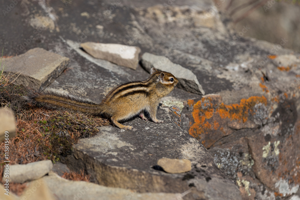 Chipmunk sitting on the rocks Chipmunk sitting on the rocks