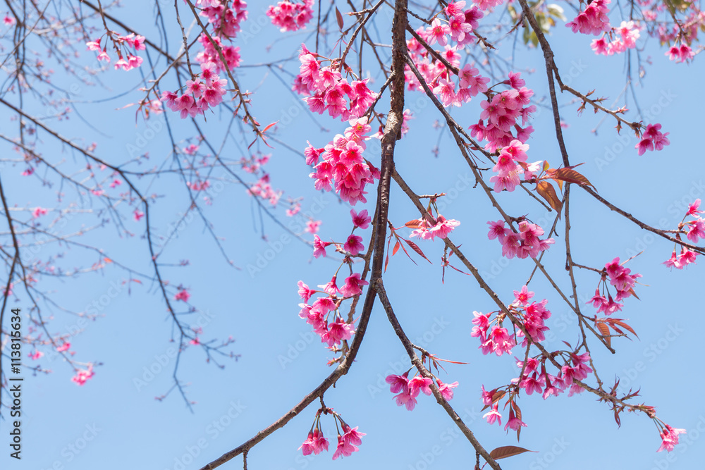 Wild Himalayan Cherry (Prunus cerasoides) Sakura of Thailand