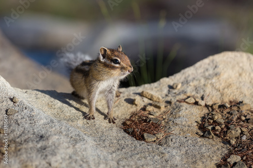 Chipmunk sitting on stones closeup © asb63