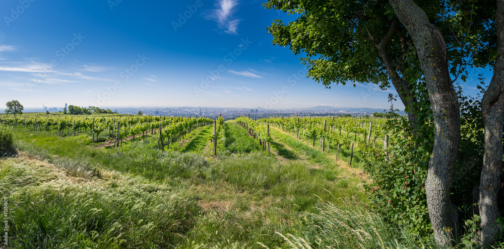 Obraz premium Skyline of Vienna behind some grape vine, Austria