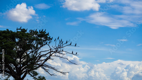 Birds on branches sky.