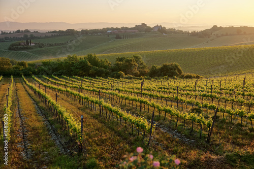 Tuscan vineyard at sunrise