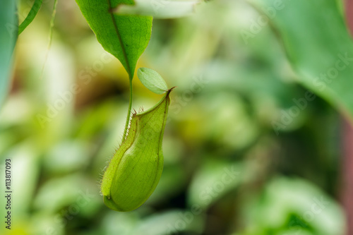 Fototapeta Naklejka Na Ścianę i Meble -  Insectivorous plants Nepenthes Ampullaria  close up