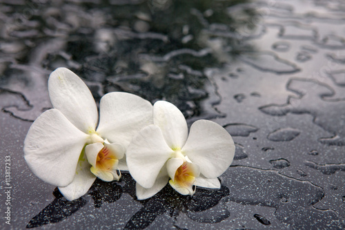 Fototapeta Naklejka Na Ścianę i Meble -  Two white orchid flowers .