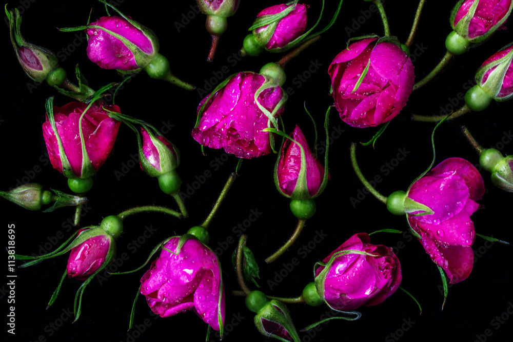 Rose buds tea rose with rain drops lying on a black background