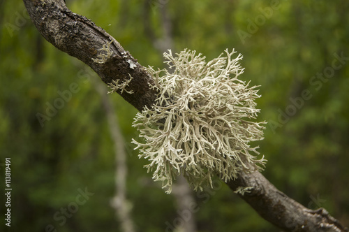 Iceland moss on tree branch closeup on green background photo