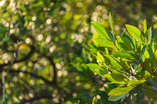 Branch of mangrove on the bokeh of mangrove forest background.