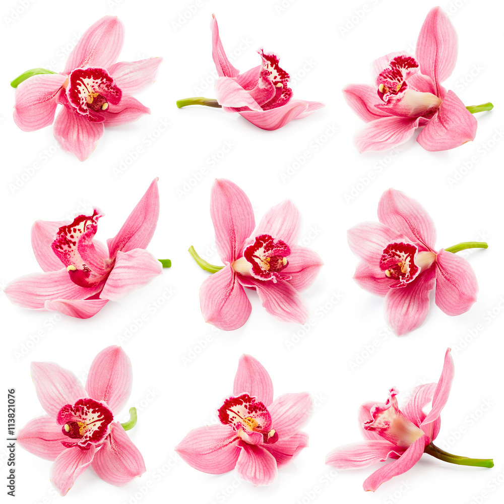 Set of orchid flower