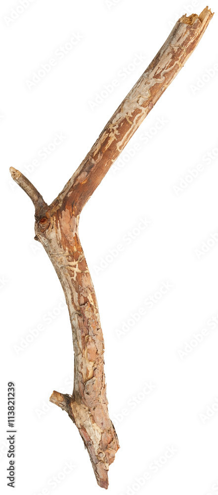 Obraz premium Tree stick