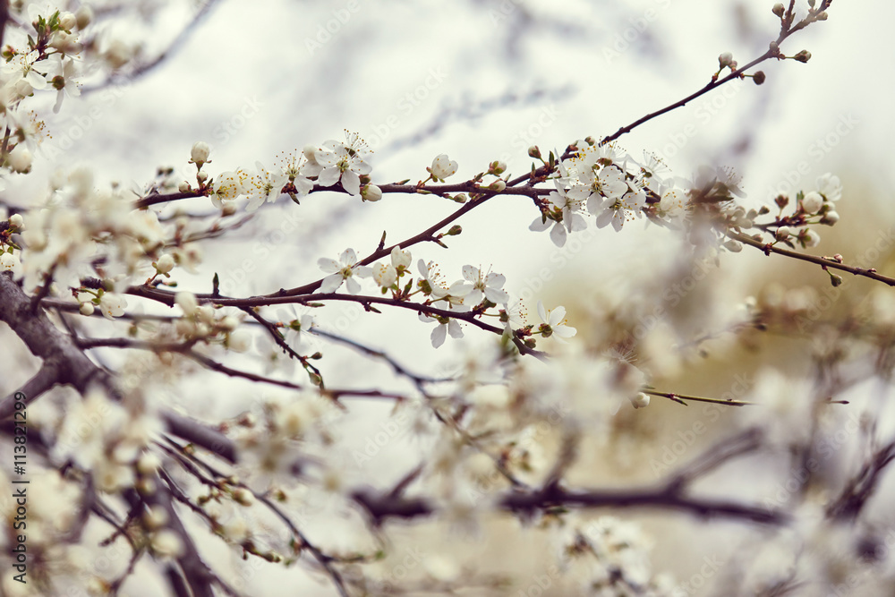 Spring blooming tree Spring blooming tree