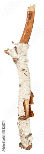 Birch tree branch