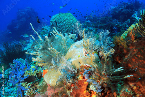 The Pristine and Colorful Coral Reefs of Komodo, Indonesia © Daniel Lamborn