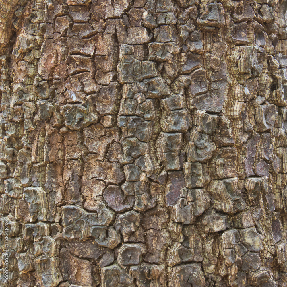 Wooden texture in close up Wooden texture in close up