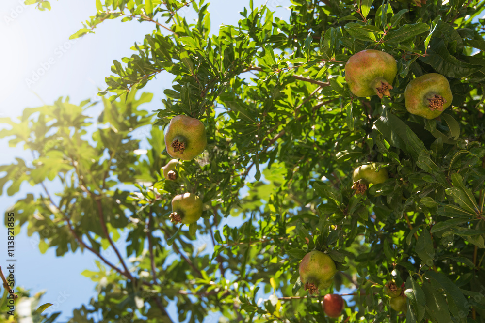 Green pomegranate on tree