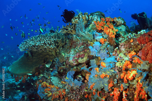 Fototapeta Naklejka Na Ścianę i Meble -  The Pristine and Colorful Coral Reefs of Komodo, Indonesia