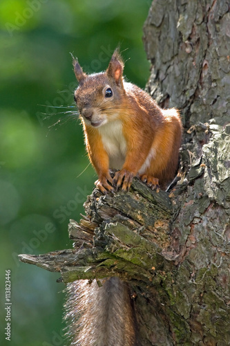 Young squirrel sitting on the tree. Eurasian red squirrel (Sciurus vulgaris). © avs_lt