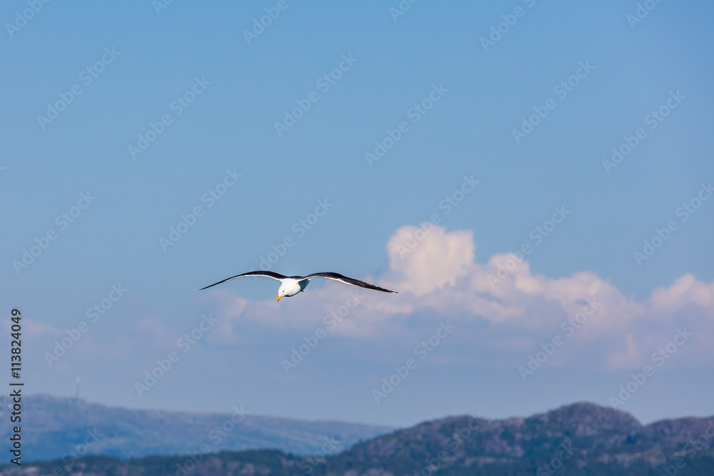 Fototapeta premium Möwe