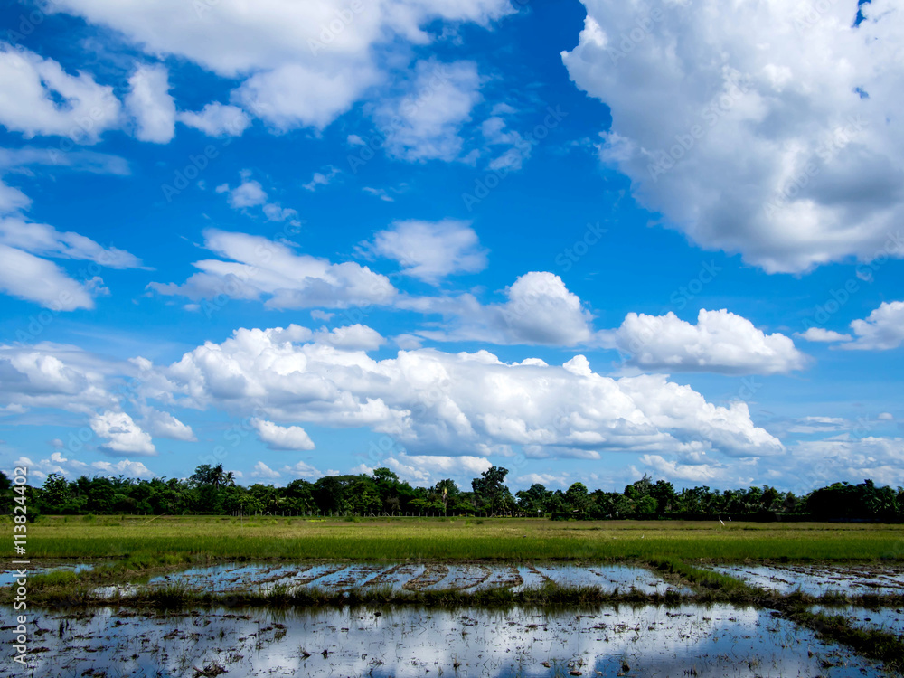 Blue sky over the rice field Blue sky over the rice field