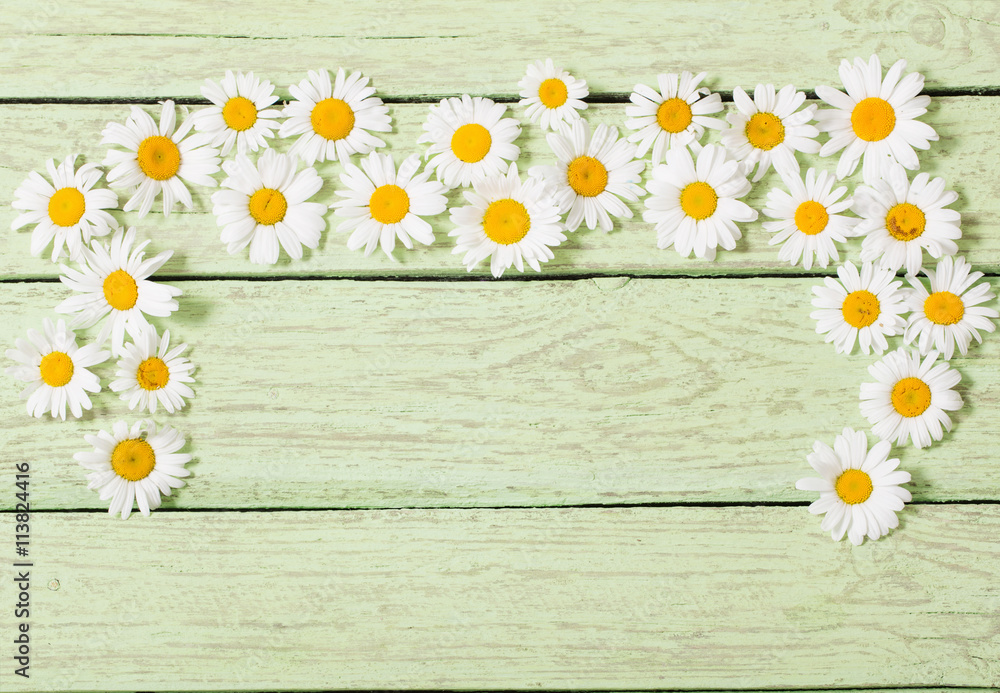 Obraz premium chamomile flower over green wooden background