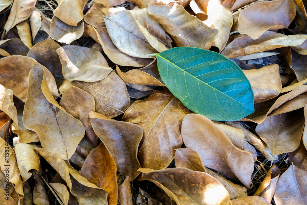 single green leave on dry autumn leaves background single green leave on dry autumn leaves background
