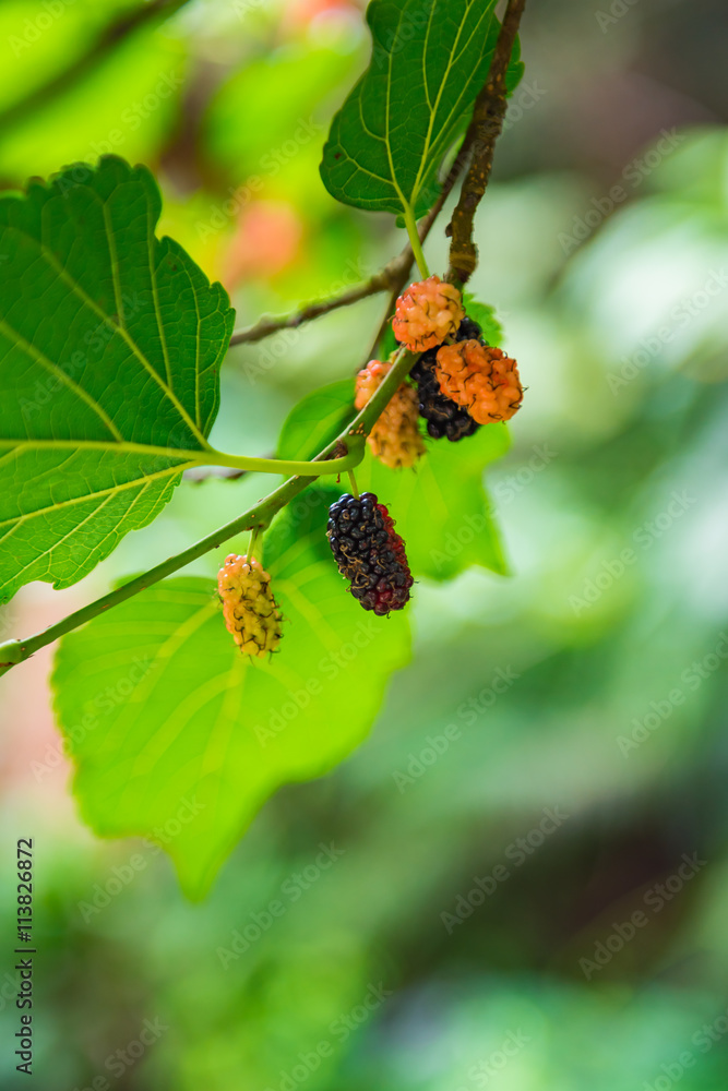 Ripe and unripe mulberry on twig. Selective Focus. Ripe and unripe mulberry on twig. Selective Focus.