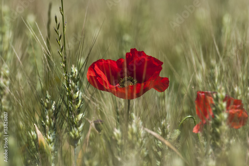 Mohnblumen