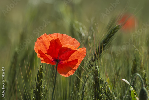 Mohnblumen