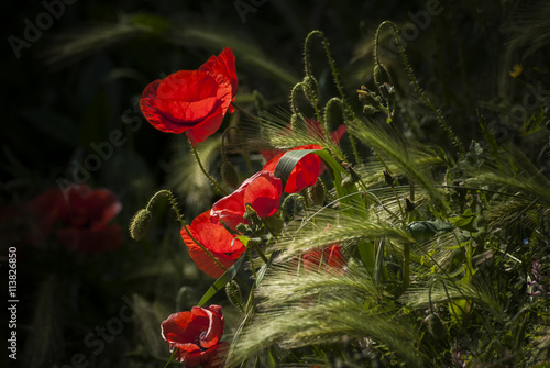 Mohnblumen