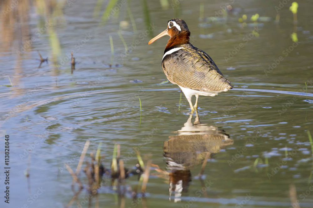 Fototapeta premium Painted snipe female walking in shallow water hunting insects
