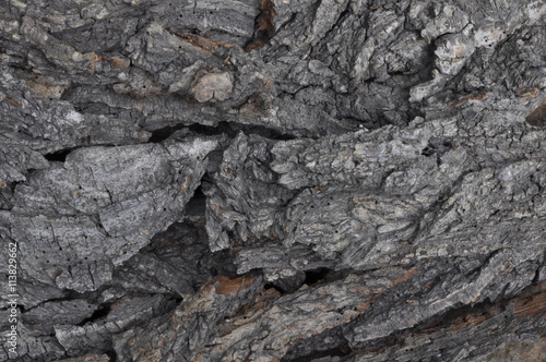 Background. Bark of old tree.