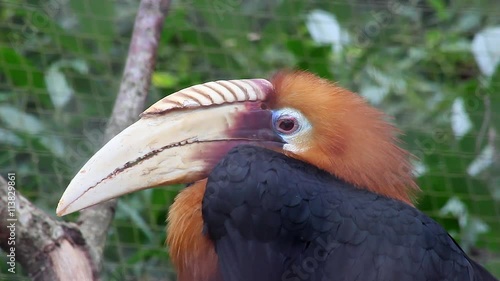 Blyth's Hornbill (Rhyticeros Plicatus) Male Side Profile photo