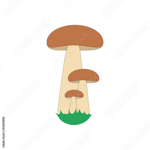 Orange cap boletus
