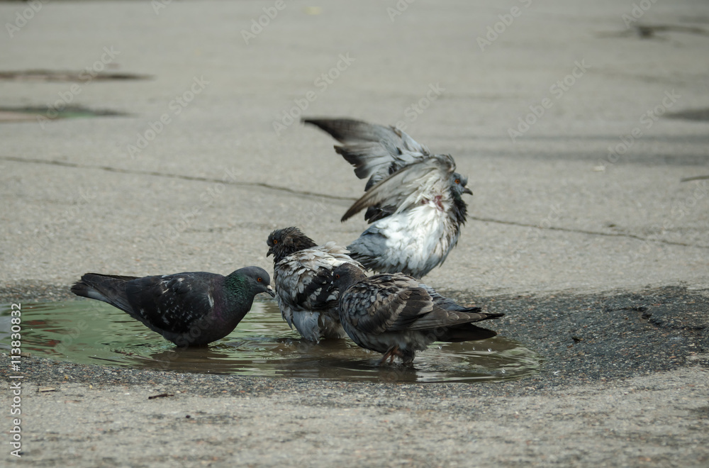 Obraz premium pigeons bathe in a rine pool in hot day