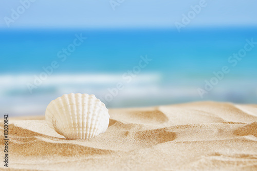 Image of tropical sandy beach and seashell