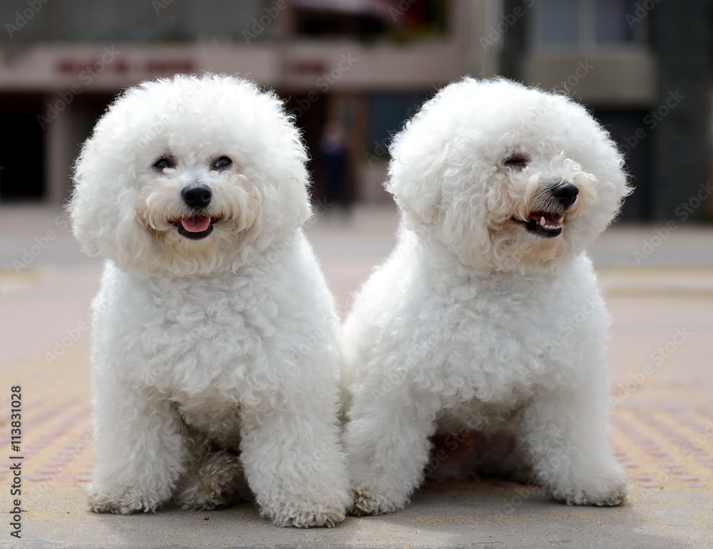 Bichon Frise on the waterfront in Vina del Mar. Bichon Frise on the waterfront in Vina del Mar.