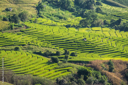 Green rice terrace on the mountain