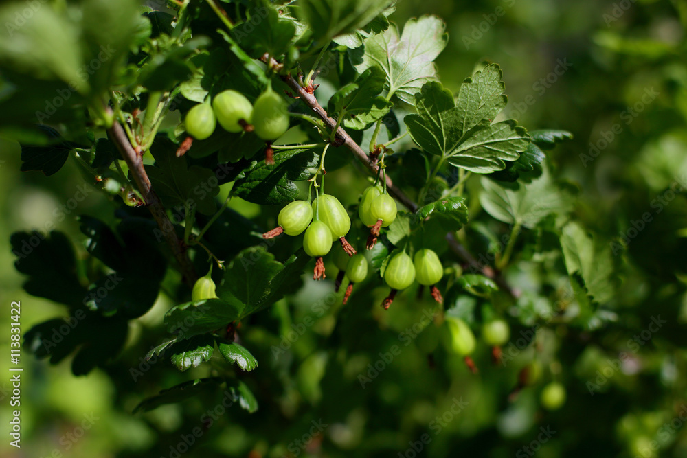 gooseberries on the Bush