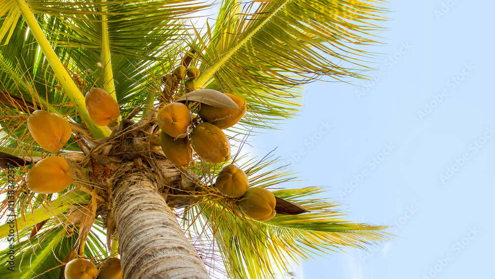 Naklejka premium Palm tree and coconuts. Picture from tropical beach with space for your text.
