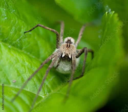 Insect spider on green leaf plants, flora
