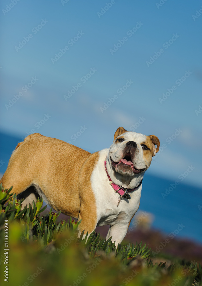 English Bulldog standing in field of ice plant against blue sky and ocean 