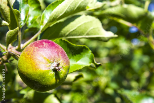 Ripening apple in the garden