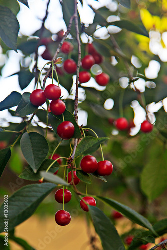Bunches of ripe cherries on a branch. Selective soft focus. Bokeh in the background
