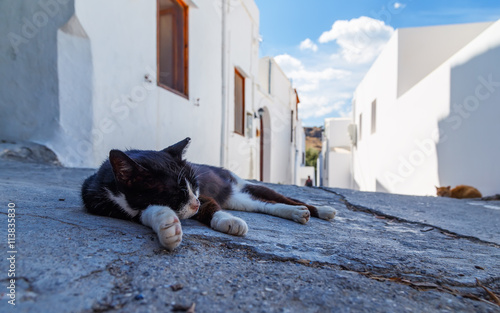 lazy sleeping kitty lying on stone street day heat © vladimircaribb