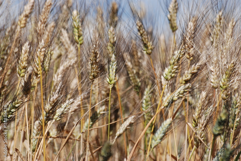 Fototapeta premium ble